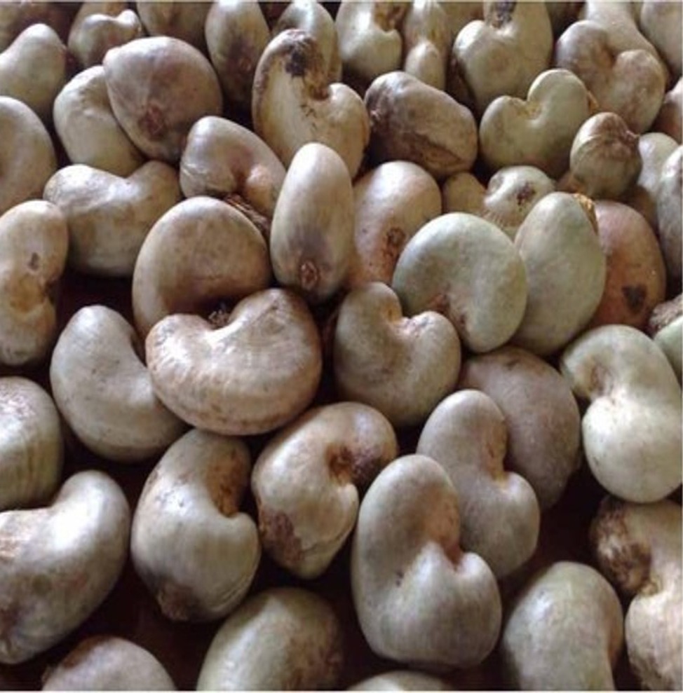 Noix de cajou, filière d’Atlas Commodity Sourcing