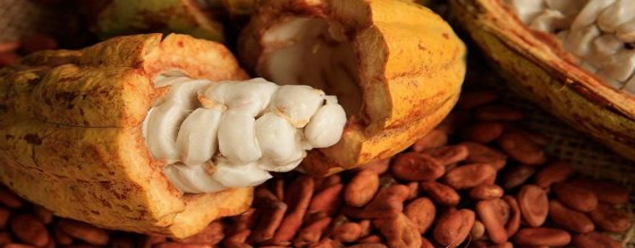 Filière cacao